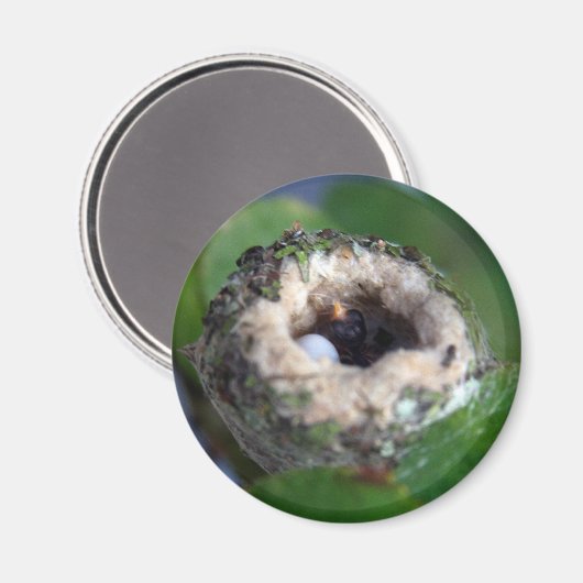 ハチドリの巣と卵の写真 マグネット (正面/裏面)