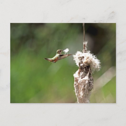 ハチドリの巣作り ポストカード (正面)