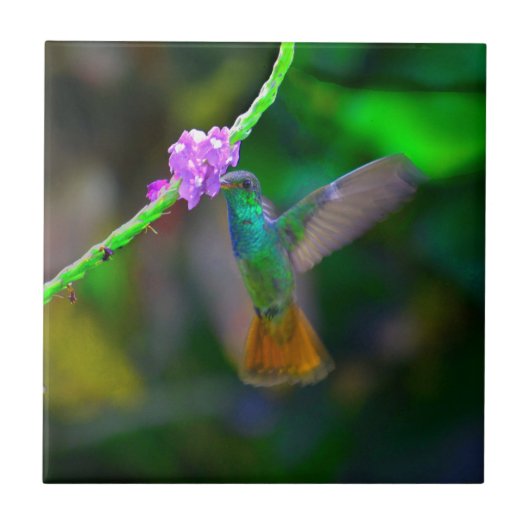 ハチドリの庭 タイル (正面)