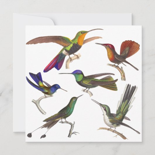 ハチドリの招待状- 6羽の美しいハチドリ 招待状 (正面)