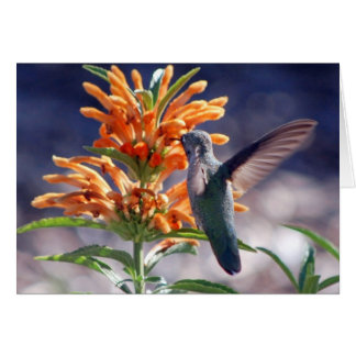 ハチドリの歓喜