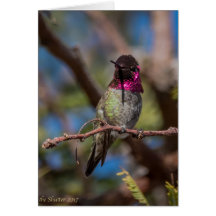 ハチドリの美しい