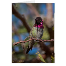 ハチドリの美しい