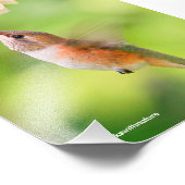 ハチドリの花の蜜 フォトプリント            (角)