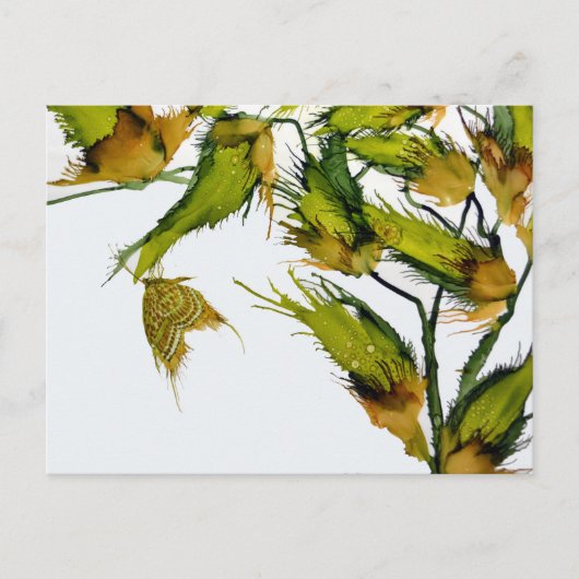 ハチドリの蝶(蝶) ポストカード (正面)