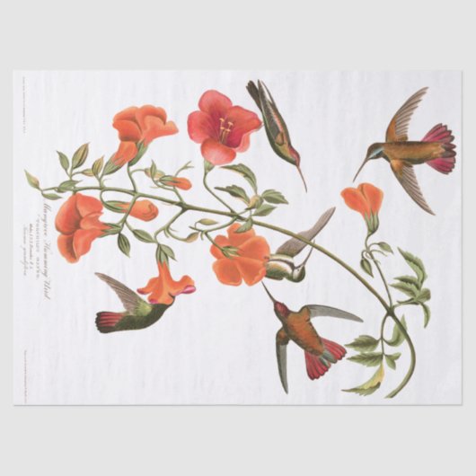 ハチドリの鳥によってAudubonはティッシュペーパーが開花します 薄葉紙 (正面)