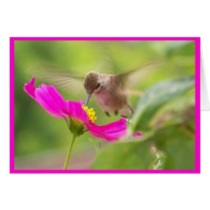ハチドリの鳥の動物の野性生物の花柄