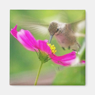 ハチドリの鳥の動物の野性生物の花柄 マグネット