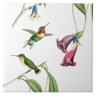 ハチドリの鳥の花花動物の野性生物 タイル