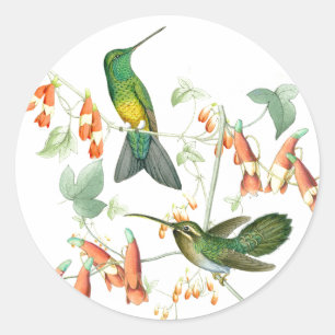 ハチドリの鳥の野性生物によっては花動物が開花します ラウンドシール