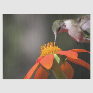 ハチドリの鳥の野性生物のヒマワリの花の花柄 薄葉紙