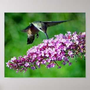 ハチドリピンクの花が野生動物の写真 ポスター