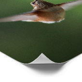 ハチドリ及びフシヤ花プリント ポスター (角)