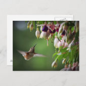 ハチドリ及びフシヤ花葉書 ポストカード (正面/裏面)