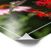 ハチドリ及び（鳥）ショウジョウコウカンチョウ花 フォトプリント            (角)