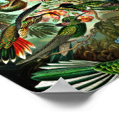 ハチドリ科 – ハチドリ ポスター (角)