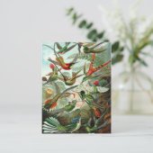 ハチドリ科(Trochilidae) by Haeckel Postague ポストカード (スタンド正面)