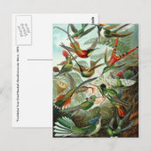 ハチドリ科(Trochilidae) by Haeckel Postague ポストカード (正面/裏面)
