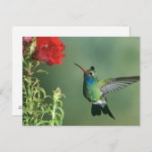 ハチドリ雄 ポストカード (正面/裏面)