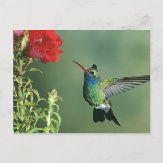 ハチドリ雄 ポストカード (正面)