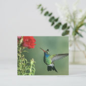 ハチドリ雄 ポストカード (スタンド正面)
