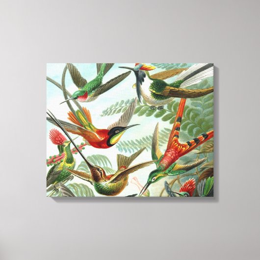 ハチドリ鳥の野生生物絵画クラシック キャンバスプリント (正面)