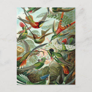 ハチドリ鳥の野生生物絵画クラシック ポストカード