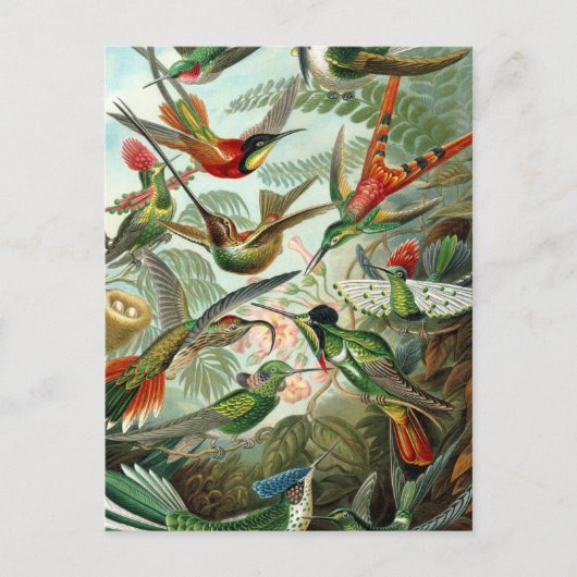 ハチドリ鳥の野生生物絵画クラシック ポストカード (正面)