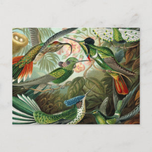 ハチドリ鳥の野生生物絵画クラシック ポストカード