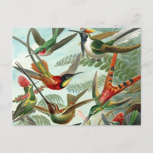 ハチドリ鳥の野生生物絵画クラシック ポストカード (正面)
