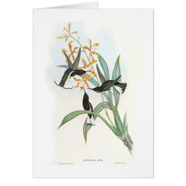 ハチドリ (正面)