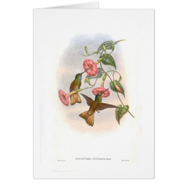 ハチドリ (正面)