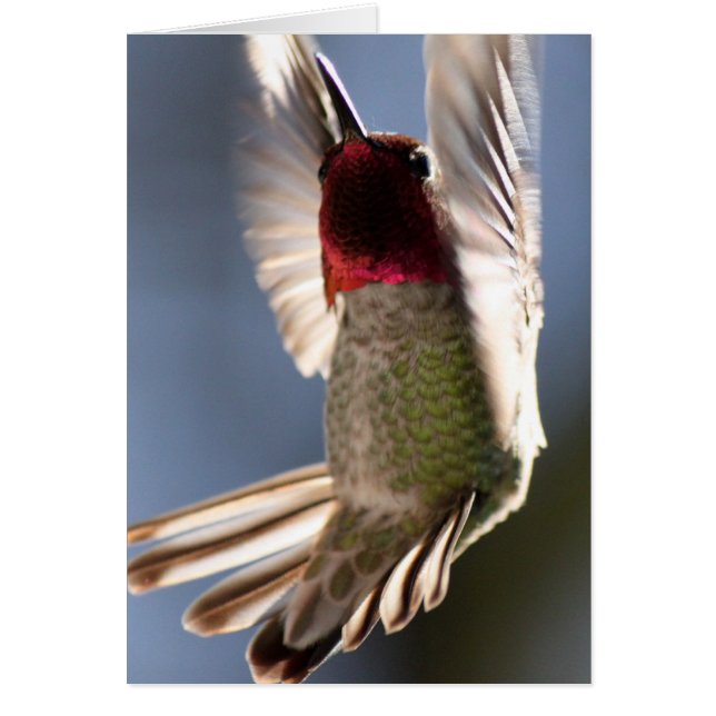 ハチドリ (正面)