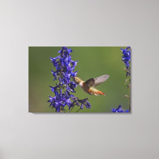 ハチドリ キャンバスプリント (正面)