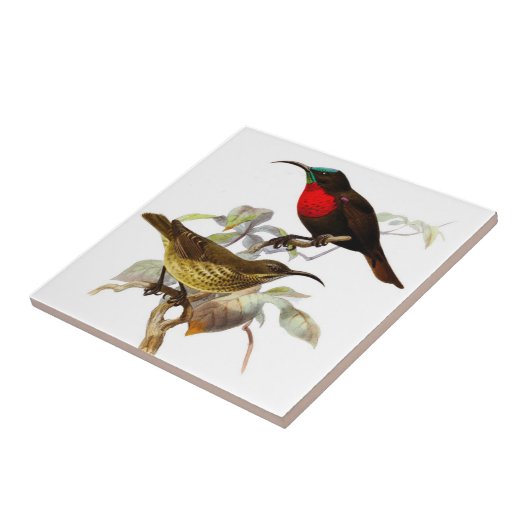 ハチドリ タイル (側面)