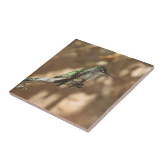 ハチドリ タイル (側面)