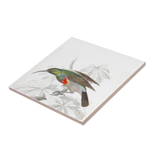 ハチドリ タイル (側面)