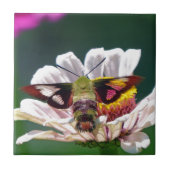 ハチドリ タイル (正面)