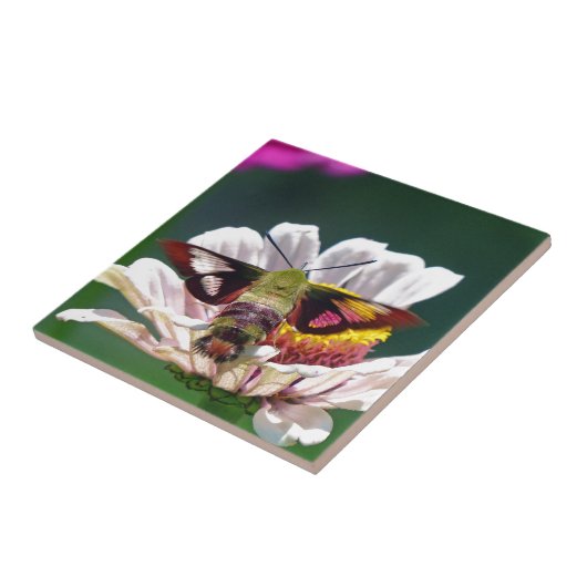 ハチドリ タイル (側面)