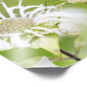 ハチドリ フォトプリント            (角)