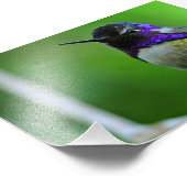 ハチドリ フォトプリント            (角)