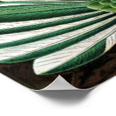 ハチドリ ポスター (角)