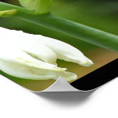 ハチドリ ポスター (角)