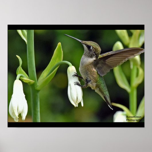 ハチドリ ポスター (正面)