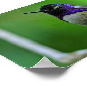 ハチドリ ポスター (角)