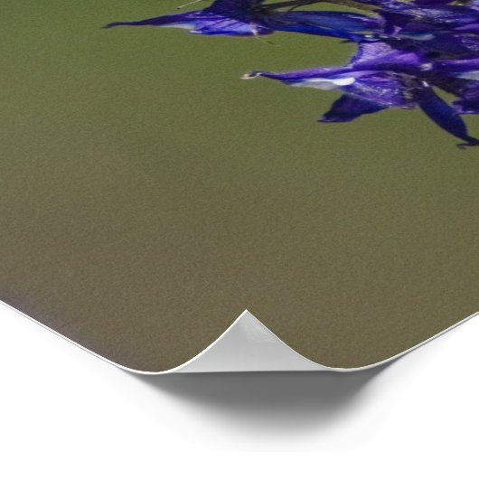 ハチドリ ポスター (角)