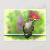 ハチドリ ポストカード (正面)