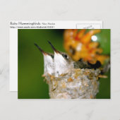 ハチドリ ポストカード (正面/裏面)