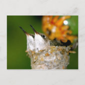 ハチドリ ポストカード (正面)