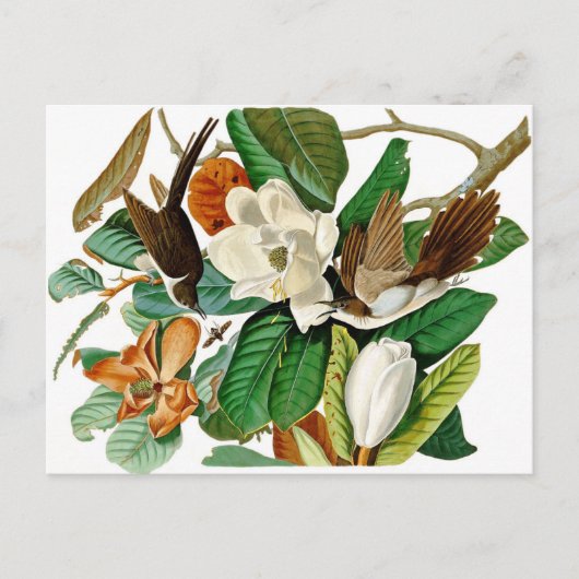 ハチドリ ポストカード (正面)